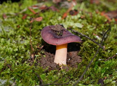 Russula purpureoflava