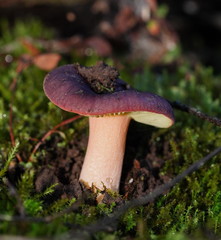 Russula purpureoflava