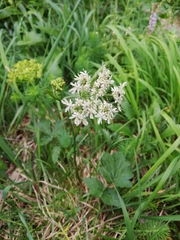 Heracleum austriacum