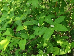 Zabelia biflora