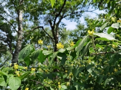 Lonicera chrysantha