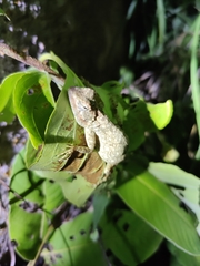 Psammophilus dorsalis