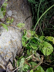 Psammophilus dorsalis