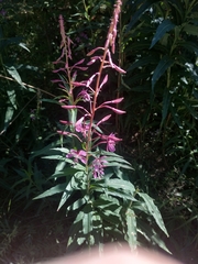 Chamaenerion angustifolium