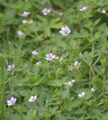 Geranium sibiricum