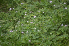 Geranium sibiricum