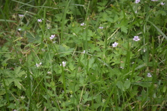 Geranium sibiricum