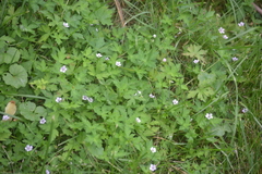 Geranium sibiricum