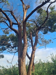 Eucalyptus microcorys