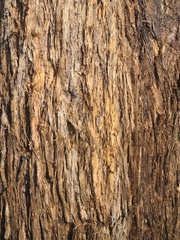 Eucalyptus microcorys