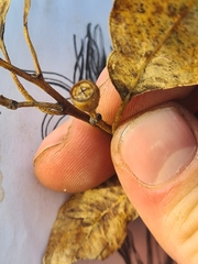 Eucalyptus microcorys