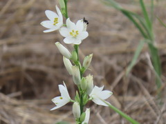 Chlorophytum tuberosum