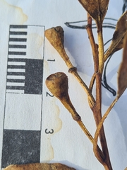 Eucalyptus microcorys