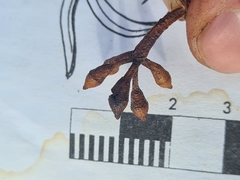 Eucalyptus microcorys