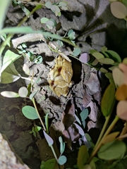 Polypedates maculatus