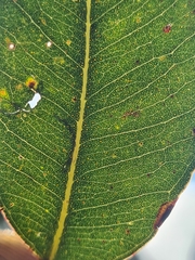 Eucalyptus microcorys