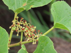 Cissus woodrowii