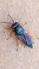 Norbanus cerasiops