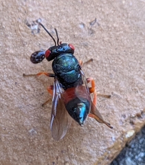 Norbanus cerasiops