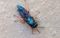 Norbanus cerasiops