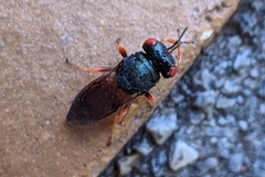 Norbanus cerasiops