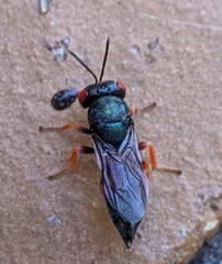 Norbanus cerasiops
