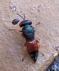 Norbanus cerasiops