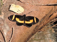 Microtia elva