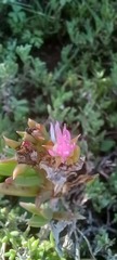 Delosperma virens