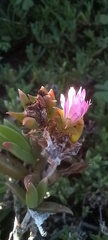 Delosperma virens