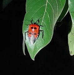 Catacanthus incarnatus