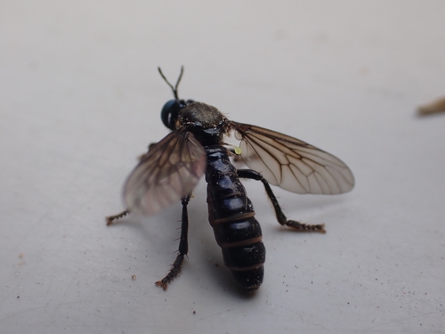 violet black-legged robber fly, Netherlands, photo 7 of 10