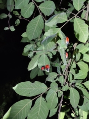 Catacanthus incarnatus