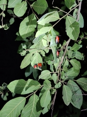 Catacanthus incarnatus