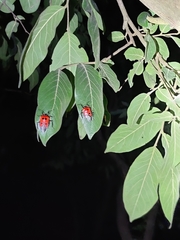 Catacanthus incarnatus