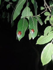 Catacanthus incarnatus