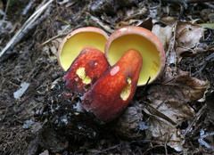 Baorangia bicolor image
