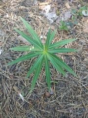 Chamaenerion angustifolium