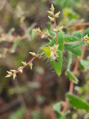 Leucopogon amplexicaulis