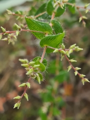 Leucopogon amplexicaulis