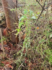 Leucopogon amplexicaulis