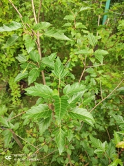 Acer tataricum