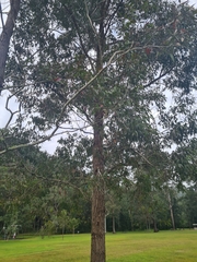 Eucalyptus paniculata