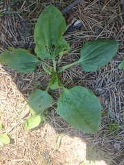 Plantago major