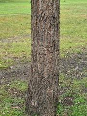 Eucalyptus paniculata