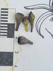 Eucalyptus paniculata