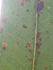 Eucalyptus paniculata