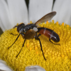 Cylindromyia interrupta