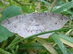 Rhinodia rostraria