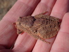 Trachypetrella anderssonii